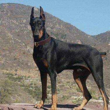 Нашийник для собак з натуральної шкіри, великих порід, XXL - міцний нашийник з латунною застібкою та D-подібним кільцем