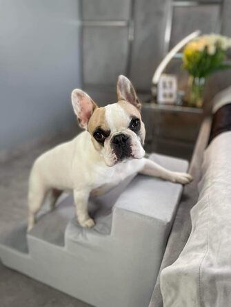 Сходинка для собак Velinda з 4 сходинками, також підходить для котів. Допомога у входженні для домашніх тварин. Матеріал: пінопласт. Колір: темно-синій