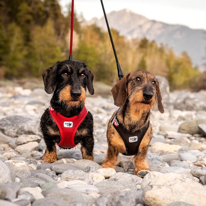 Шлейка для собак Curli Clasp Softshell, червона, розмір 2XS