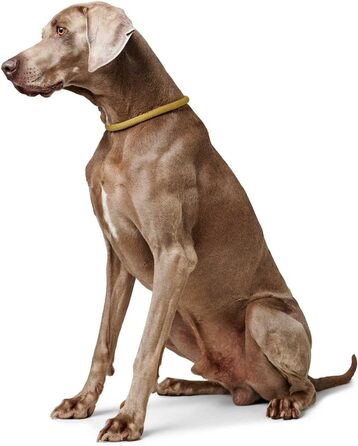 HUNTER Dressurhalsung FREESTYLE EIBY: м'яка шлея для дрессури, жовта, L-XL