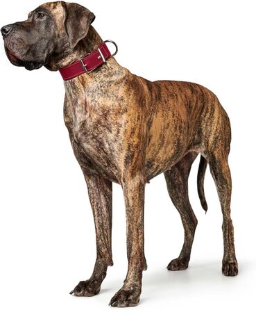 Нашийник для собак HUNTER AALBORG SPECIAL, шкіряний, міцний, комфортний, XS-S, червоний