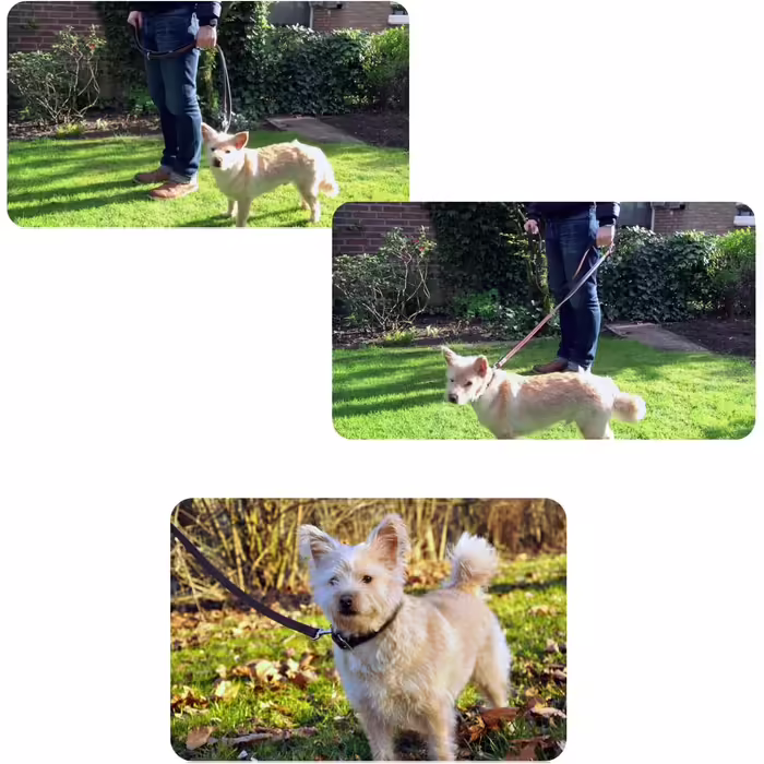 Leather Dog Lead - Training Lead - Leather Lead for Dog - Lead 3-Way Adjustable, for all Dogs (230cm, Beige)