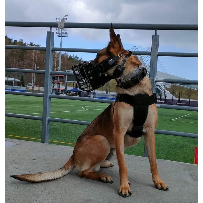 Dingo Gear Rubberized Metal Dog Muzzle for Malinois - Professional, Comfortable, Universal for Long Walks (S03048 Malinois L)