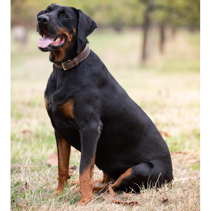 Нашийник для собак Джек Рассел Тірріер Amy - шкіряний нашийник з натуральної шкіри, з підкладкою та міцний - двошаровий нашийник для собак маленьких, середніх та великих порід (M, Коричневий) M (37.0-44.0 см)