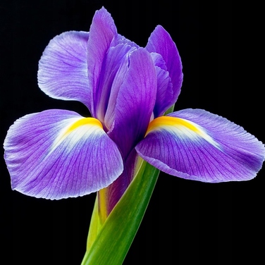 Жіноча парфумована вода Yodeyma Celebrity, 50 мл