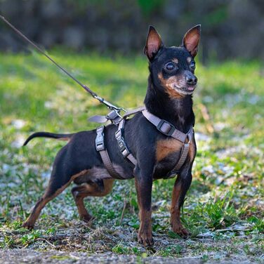 Шлейка для собак Ferplast Brave, середнього розміру, чорна. Надійна, з 6 застібками, для грейхаундів. Регульована, витривала шлейка для собак.