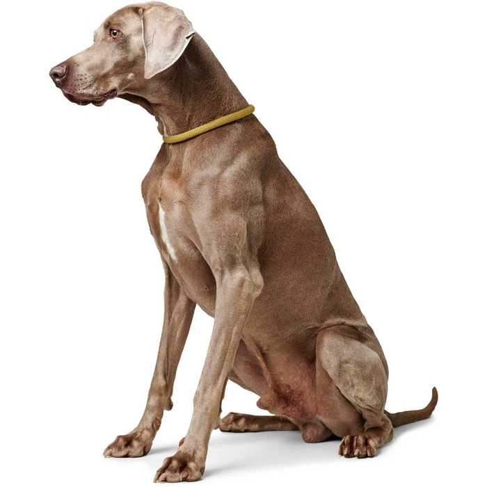 HUNTER Dressurhalsung FREESTYLE EIBY: м'яка шлея для дрессури, жовта, L-XL