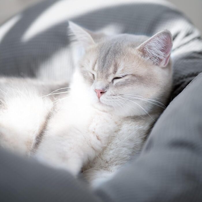 Килимок-лежанка для котів CheerPals, 55x55 см, м'який, стильний, білий (темно-сірий)