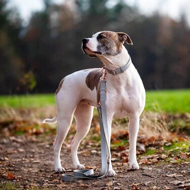 Набір собачий: повід та нашийник з м'якої шкіри (2м) - регульований повід, стильна рожева металева застібка та нейлонові повідки для цуценят, собак маленьких, середніх та великих порід, сірий колір, S (обхват шиї 31-43 см, ширина 2 см), сірий