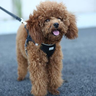 Нашийник для собак з повідком Anti-Pull, світловідбиваючий, для маленьких собак, кошенят, тварин (M, Чорний)