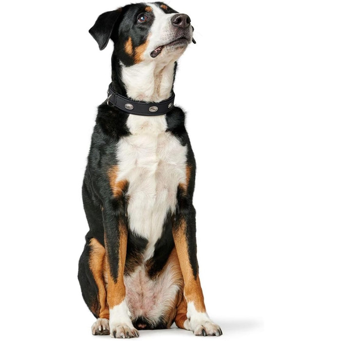 Нашийник для собак HUNTER SOFTIE STONE, штучна шкіра, з аплікаціями, легкий у догляді, чорний, розмір S-M