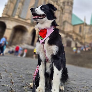 Нашийник для собак Ax & Olly H-For Ultrabequees з неопрену, середнього розміру, з підкладкою, безпечний та ультралегкий, для комфорту вашого вірного друга (XS, Strawberry Dream)