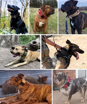 Dog Collar for Large Dogs - 5 cm Wide Collar with Handle for Extra Large Dog Breeds, Black, Soft Padded Neoprene Nylon Dog Collar for Large Dogs Big Dog Collar 56-66cm