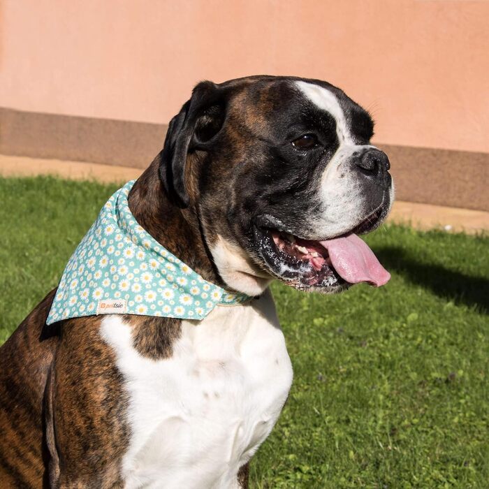 Pettsie Dog Collar with Bandana Cloth and Friendship Bracelet, Adjustable Sizes S, M, and L, Strong and Durable, Great Gift for Dog Lovers in Attractive Packaging, M, Pink (L (17.7 - 26 inches), Green)