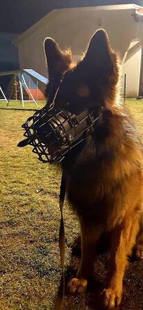 Dingo Gear Rubberized Metal Dog Muzzle for Malinois - Professional, Comfortable, Universal for Long Walks (S03048 Malinois L)