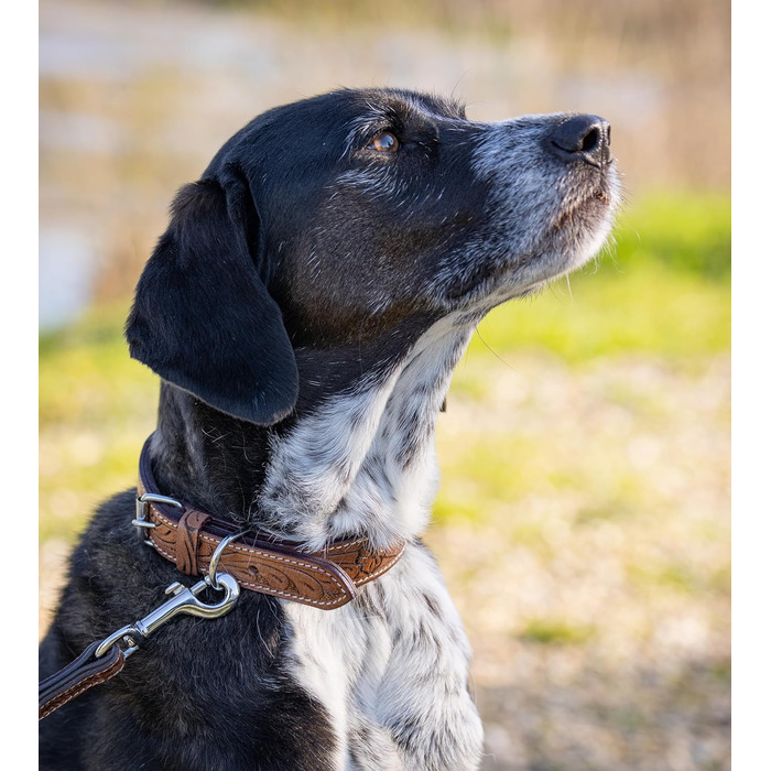 Стильний шкіряний нашийник для собак Джек Рассел від Abey: надійний, з вигравіюваними квітами, з буйволячої шкіри, для комфорту вашого улюбленця (26-34 см)