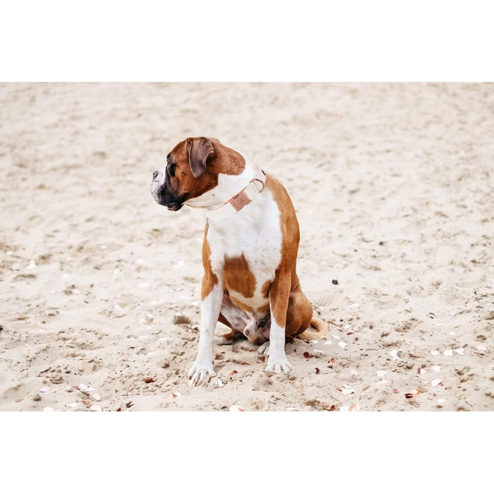 Елегантний шкіряний нашийник та поводок для собак - довговічний аксесуар для маленьких собак, підходить для осені, регульований, 1 шт.