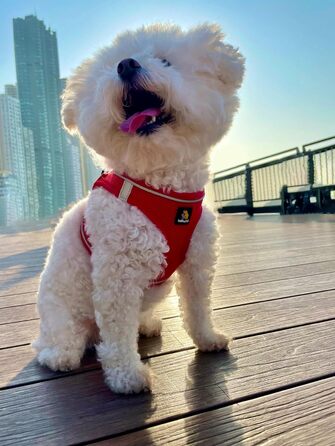 Шлейка для собак BELLA & PAL для маленьких собак з повідком, Step-in шлейка з Air Mesh, анти-тяга, світловідбиваюча, дихаюча, для цуценят, котів, червона, XS (30-35 см обхват грудей)