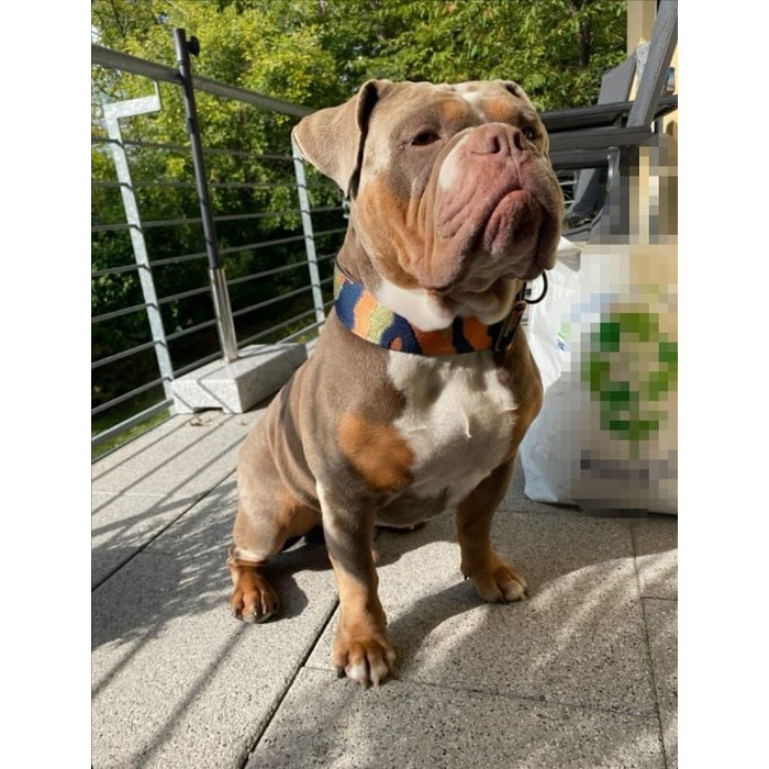 Нашийник для собак Zugstopp з м'якою підкладкою, мартингал, регульований (до 48 см), ширина 5 см, для дресирування, металеві деталі: латунь