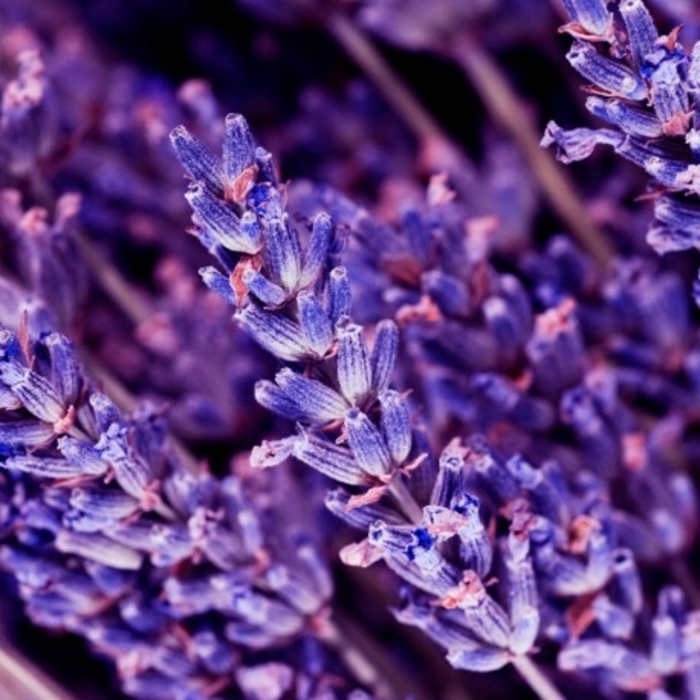 Чоловіча парфумерія YODEYMA OUD GEM, 100 мл