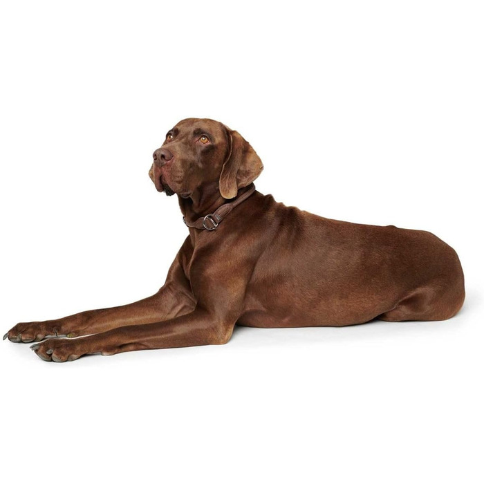 Сбруя Hunter Dressurhalsung ROUND & SOFT для конкурного та тренувального верхового лицеміря, з м'якої шкіри, оброблена для захисту шерсті, регульована, міцна, Made in Germany, колір: коричневий, розмір: L