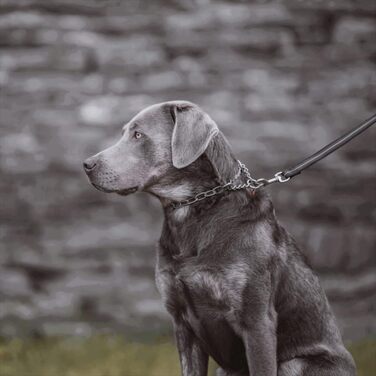 Нашийник для собак Sprenger з прохідною ланцюгом 3 мм, нержавіюча сталь, для коротко- та довгошерстих порід до 55 кг, сріблястий (45 см)