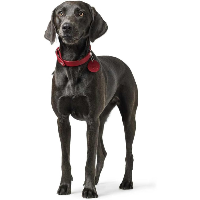 Нашийник для собак HUNTER AALBORG, чорний, міцне шкіряне обплетення, для спорту та повсякденного використання, з шкіряним брелоком, Made in Germany, розмір 32