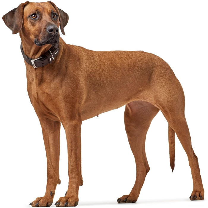 Нашийник для собак Hunter Larvik, шкіряний, елегантний, комфортний, розмір M, темно-коричневий/чорний, 50 (S-M)