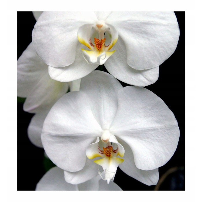 Жіночі парфуми Yodeyma Harpina, 100 мл