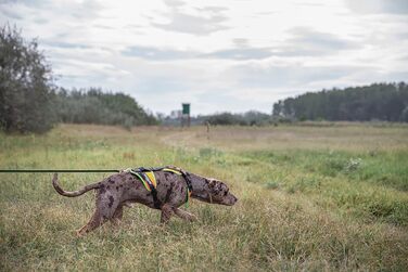 Нашийник для дратхаунда Juliu-K9 Mantrailing 19MTR з неоновим кантом (XS, помаранчевий)