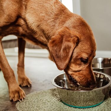 Набір мисок для собак PEGGY11 з нержавіючої сталі, 2 шт., 1,92 л - миски для корму та води для великих собак
