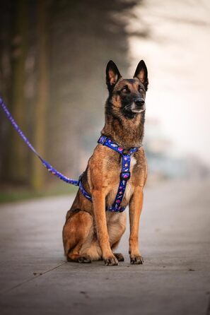 Шлейка для собак середніх порід | Не вбирає вологу | Регульована | З контролем | Легка класична шлейка для собак | Dog Harness - M (Cosmic Bloom, S - виміряйте собаку)