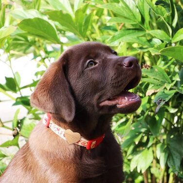 Нашийник для собак Pettsie з серцем та браслетом дружби, регульовані розміри S та M, комфортний дизайнерський льон, міцний та довговічний, чудовий подарунок для любителів собак (35,6 - 50,8 см (M), Червоний)