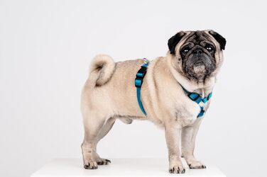 Шлейка для собак Chaba Guard середнього розміру, контрольована, протисмикова, регульована, комфортна та легка, класична Step-in, для прогулянок, розмір L, колір Морський