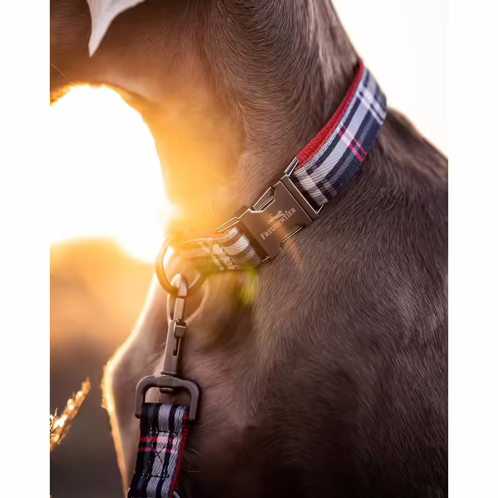 Dog Collar with 2m Leash Set - Adjustable Leash - Edinburgh Collection - Dog Collar for Large Dogs, Collar for Small & Medium Dogs - Dog Collar including Gift Box (30-40cm Neck Circumference)