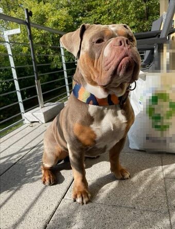 Нашийник для собак Zugstopp з м'якою підкладкою, мартингал, регульований (до 48 см), ширина 5 см, для дресирування, металеві деталі: латунь