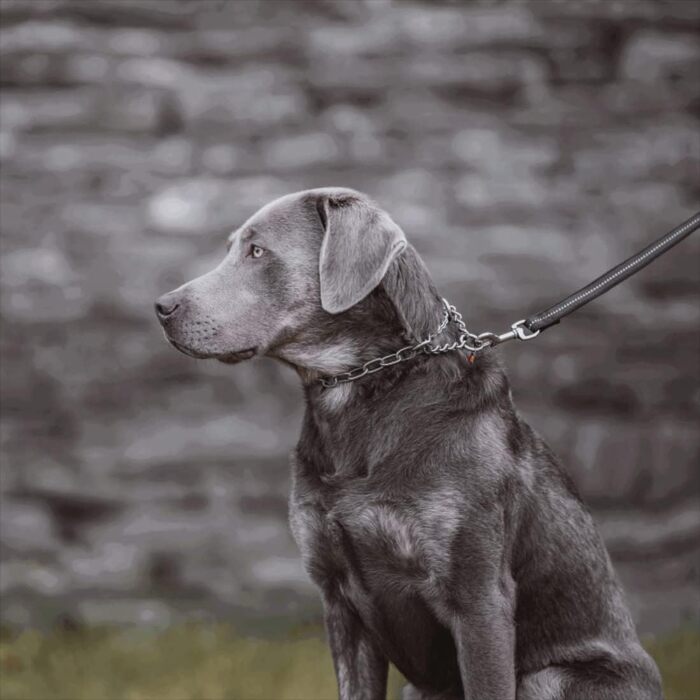 Нашийник для собак Sprenger з прохідною ланцюгом 3 мм, нержавіюча сталь, для коротко- та довгошерстих порід до 55 кг, сріблястий (45 см)