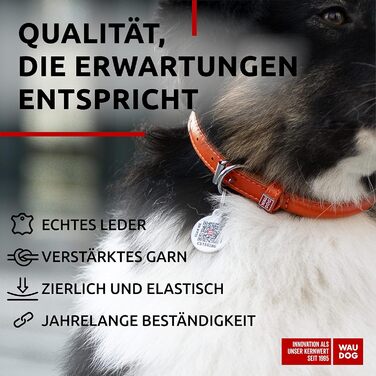 Стильний шкіряний нашийник для собак WAUDOG: для малих, середніх та великих порід, 20-25 см, ширина 8 мм, оранжевий