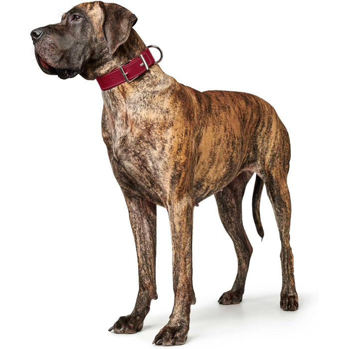 Нашийник для собак HUNTER AALBORG SPECIAL, шкіряний, міцний, комфортний, XS-S, червоний