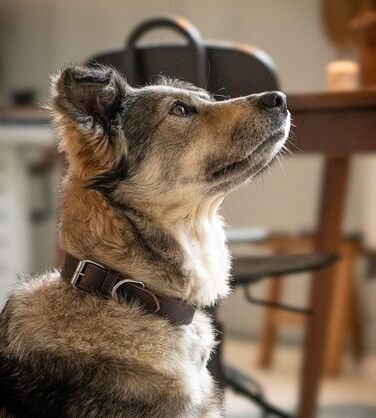 Нашийник для собак Jack Russell з жирової шкіри, ручної роботи – міцний шкіряний нашийник для собак маленьких, середніх та великих порід, Fat-Tony (XL), розмір 47-57 см