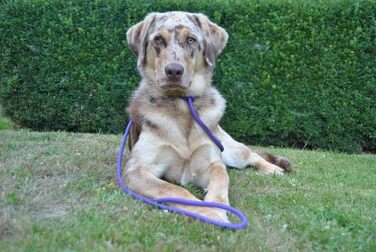 PatchArt-Leine (Green) - Leash and collar in ONE (Purple)