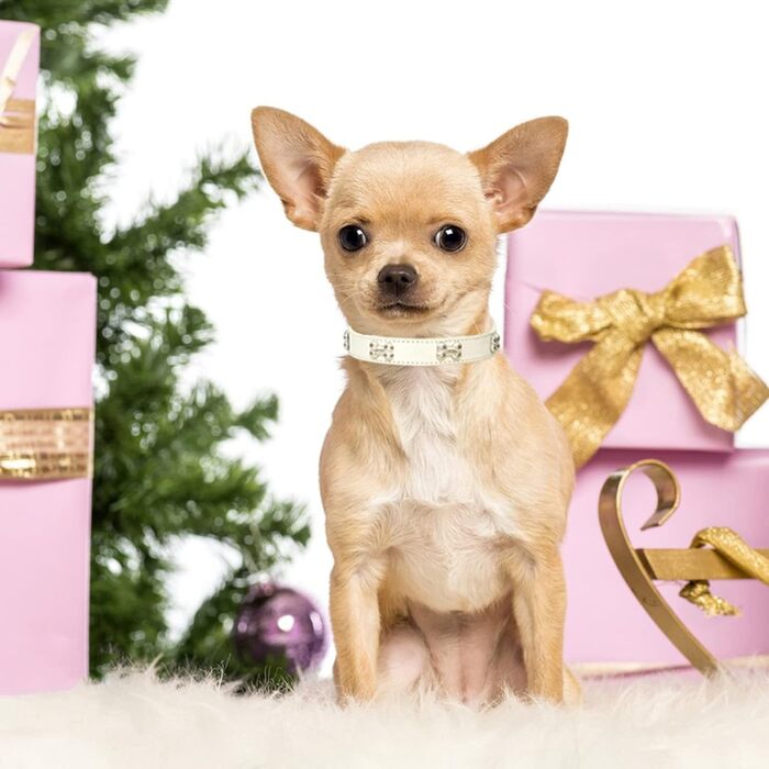 Нашийник для собак з натуральної шкіри та поводок-комбінований набір. Регульований нашийник для цуценят та собак маленьких та середніх порід. Білий, XS, S, M