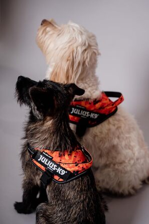 Шлейка Julius-K9 Power&More для собак, розмір S (Pixeljuice)