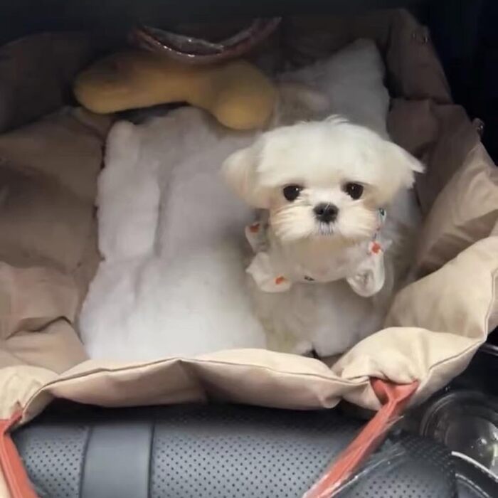 Автомобільний лежак для собак у багажник - переноска-сидіння для маленьких собак, 55x42x42 см, темно-хакі