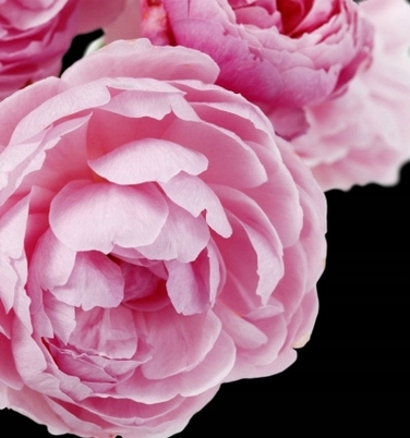 Жіночі парфуми Yodeyma Cheante, квіткова парфумована вода, 100 мл