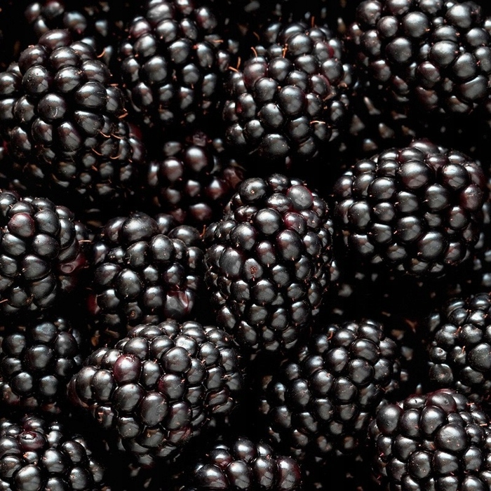 Жіночі парфуми Yodeyma Mia, 100 мл