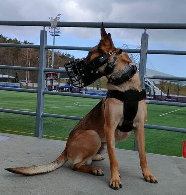 Dingo Gear Rubberized Metal Dog Muzzle for Malinois - Professional, Comfortable, Universal for Long Walks (S03048 Malinois L)