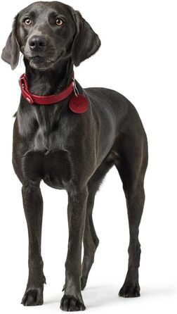 Нашийник для собак HUNTER AALBORG, чорний, міцне шкіряне обплетення, для спорту та повсякденного використання, з шкіряним брелоком, Made in Germany, розмір 32