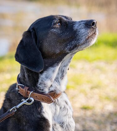 Стильний шкіряний нашийник для собак Джек Рассел від Abey: надійний, з вигравіюваними квітами, з буйволячої шкіри, для комфорту вашого улюбленця (26-34 см)