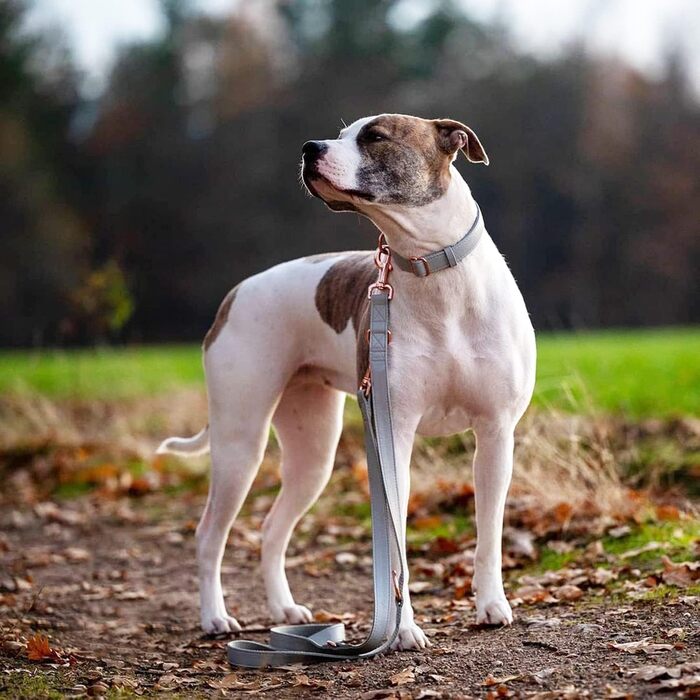 Набір собачий: повід та нашийник з м'якої шкіри (2м) - регульований повід, стильна рожева металева застібка та нейлонові повідки для цуценят, собак маленьких, середніх та великих порід, сірий колір, S (обхват шиї 31-43 см, ширина 2 см), сірий